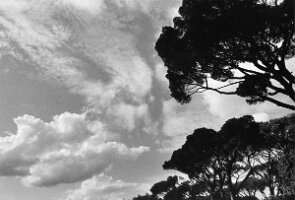 La Villa Médicis Pins Parasol